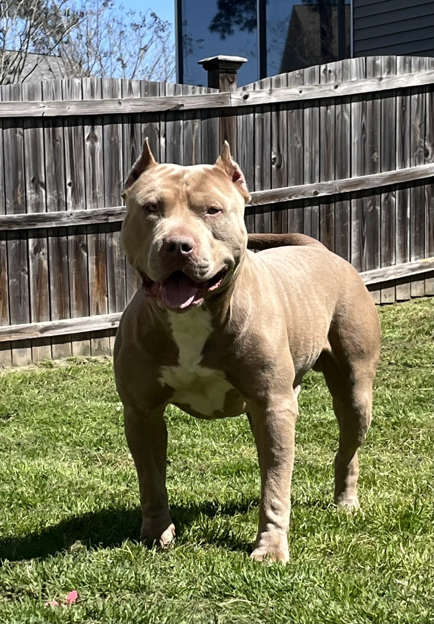 Dog Featured Image