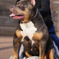 Dog Featured Image