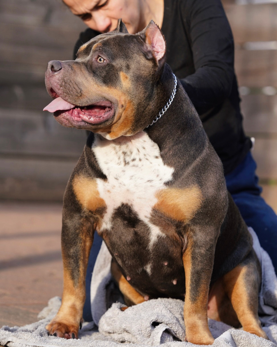Dog Featured Image