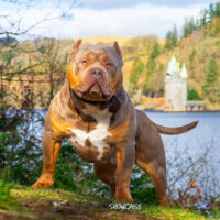 Dog Featured Image