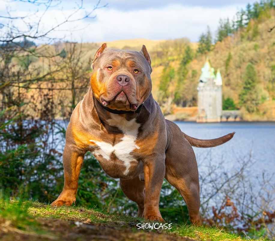 Dog Featured Image