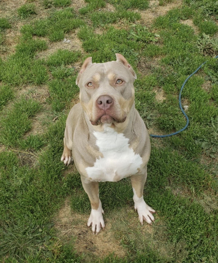 Dog Featured Image