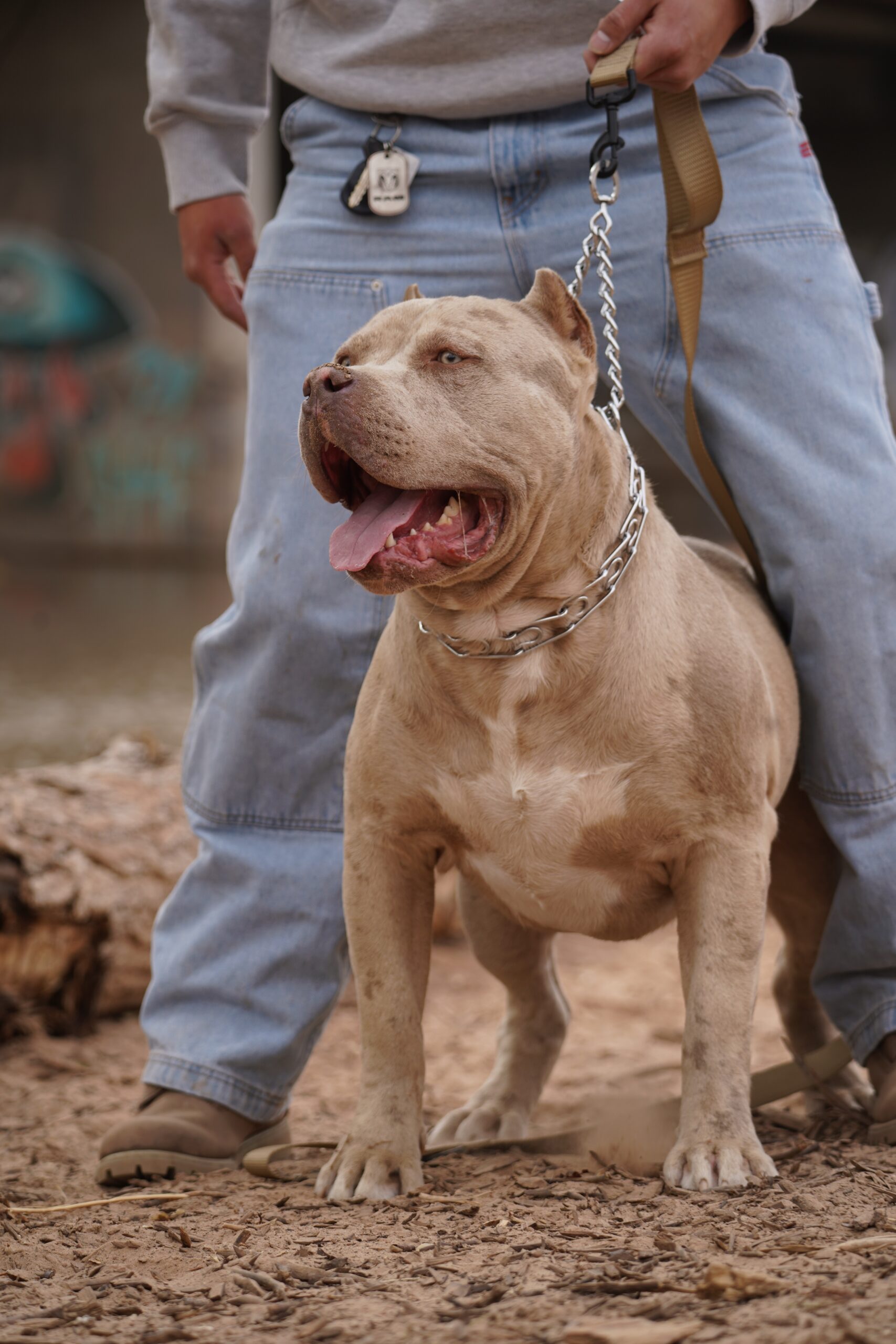 Dog Featured Image