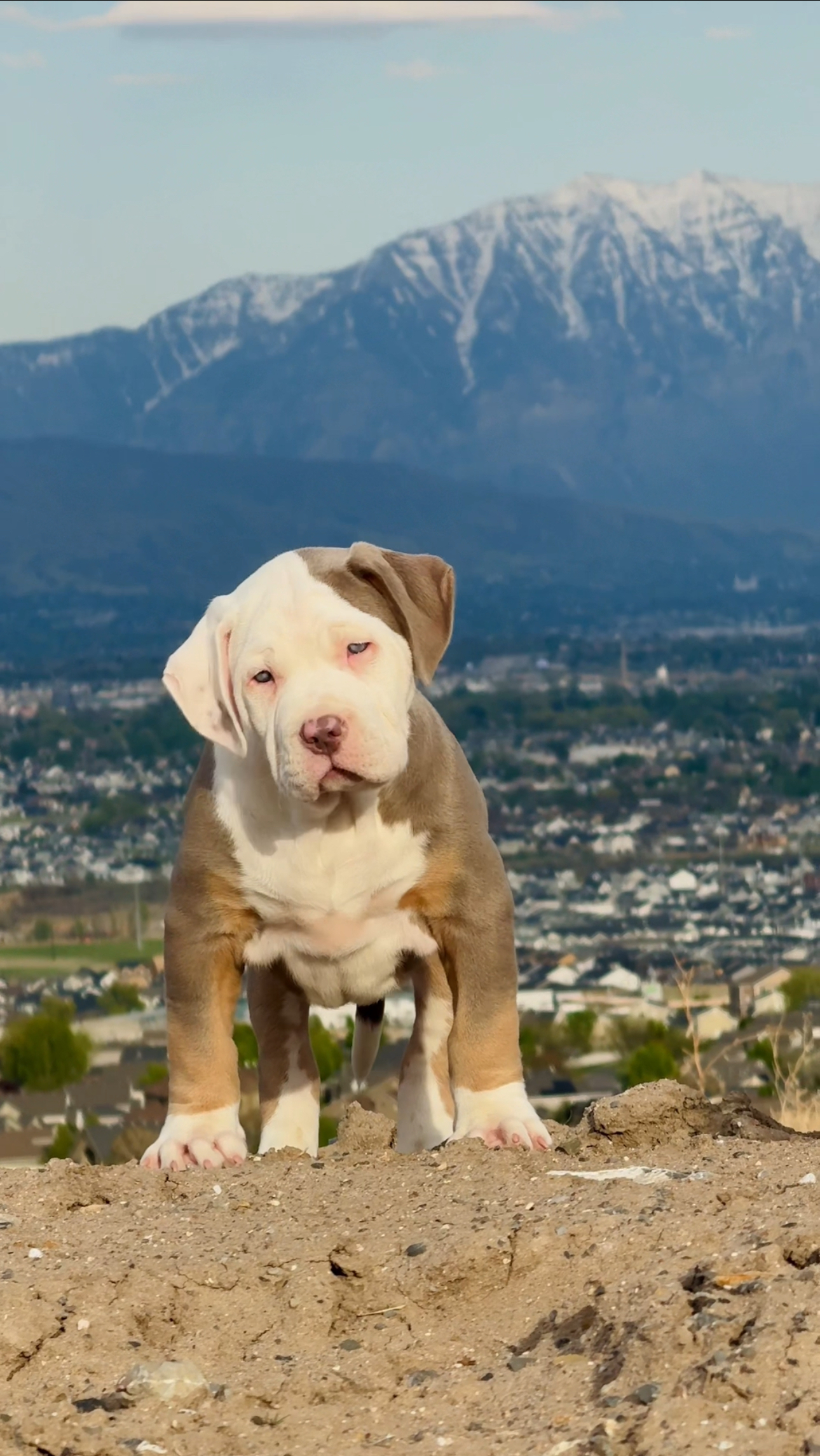 Dog Featured Image