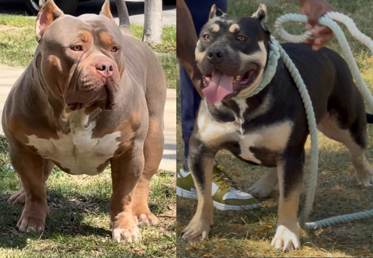 Dog Featured Image