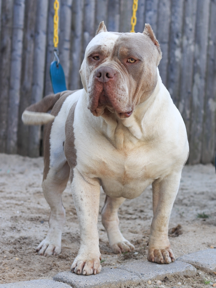 Dog Featured Image