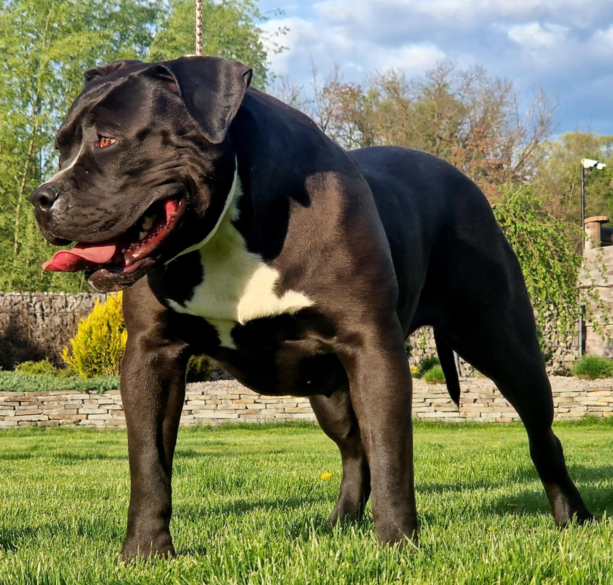 Dog Featured Image
