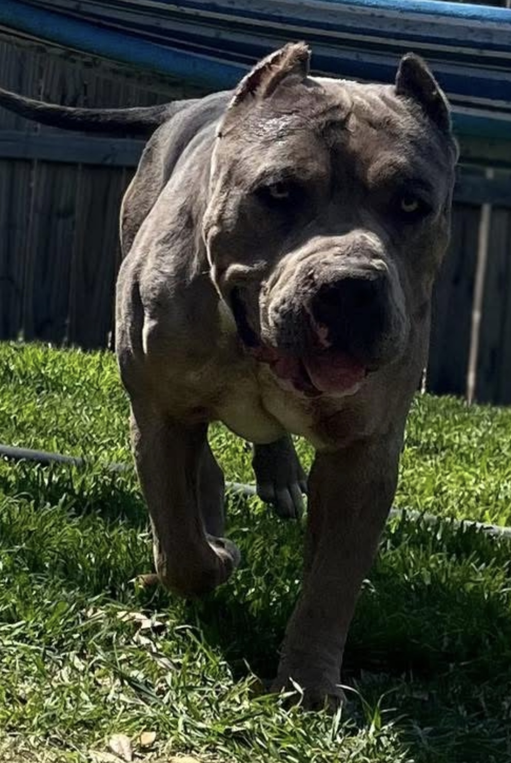 Dog Featured Image