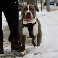 Dog Featured Image