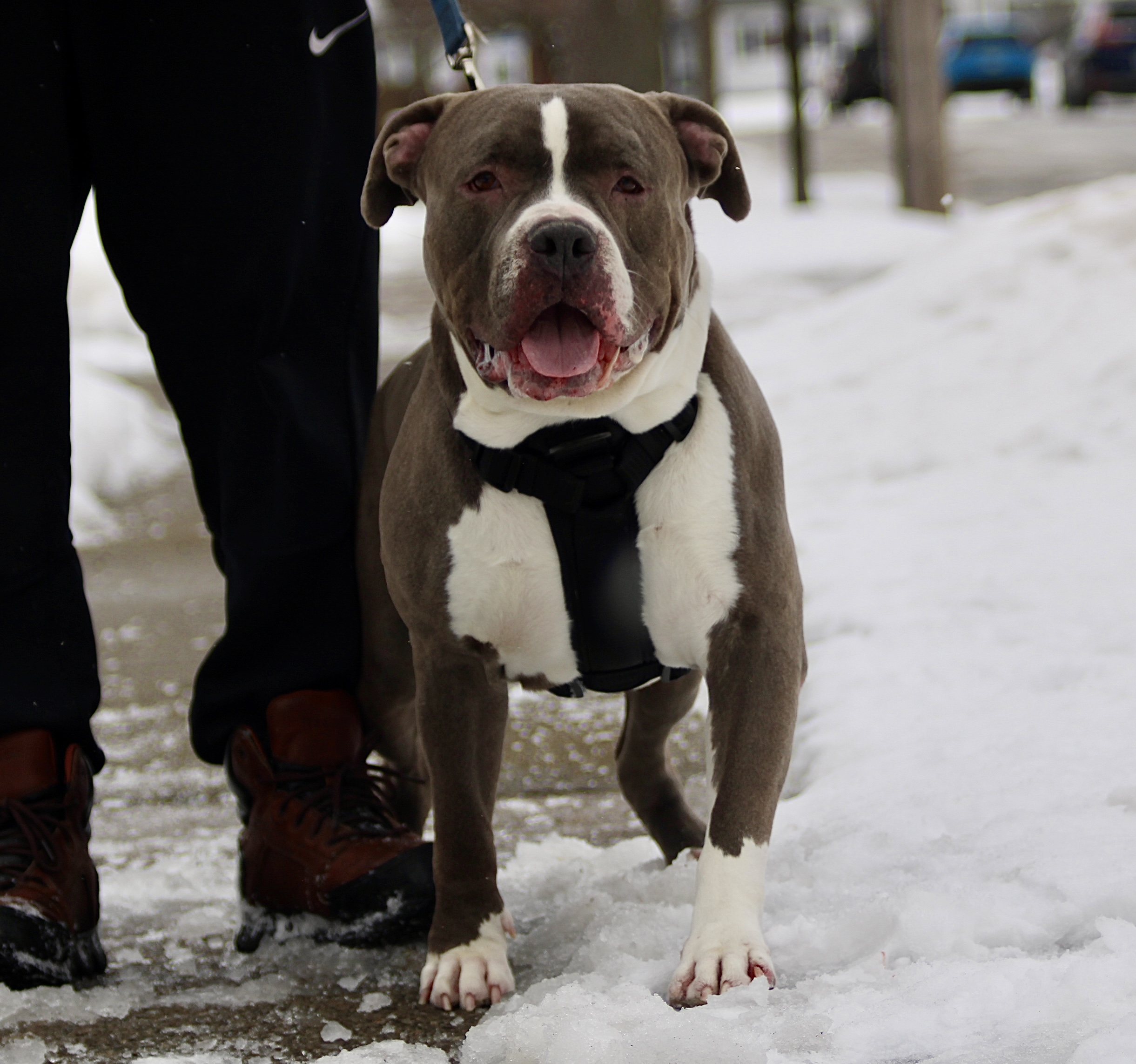 Dog Featured Image
