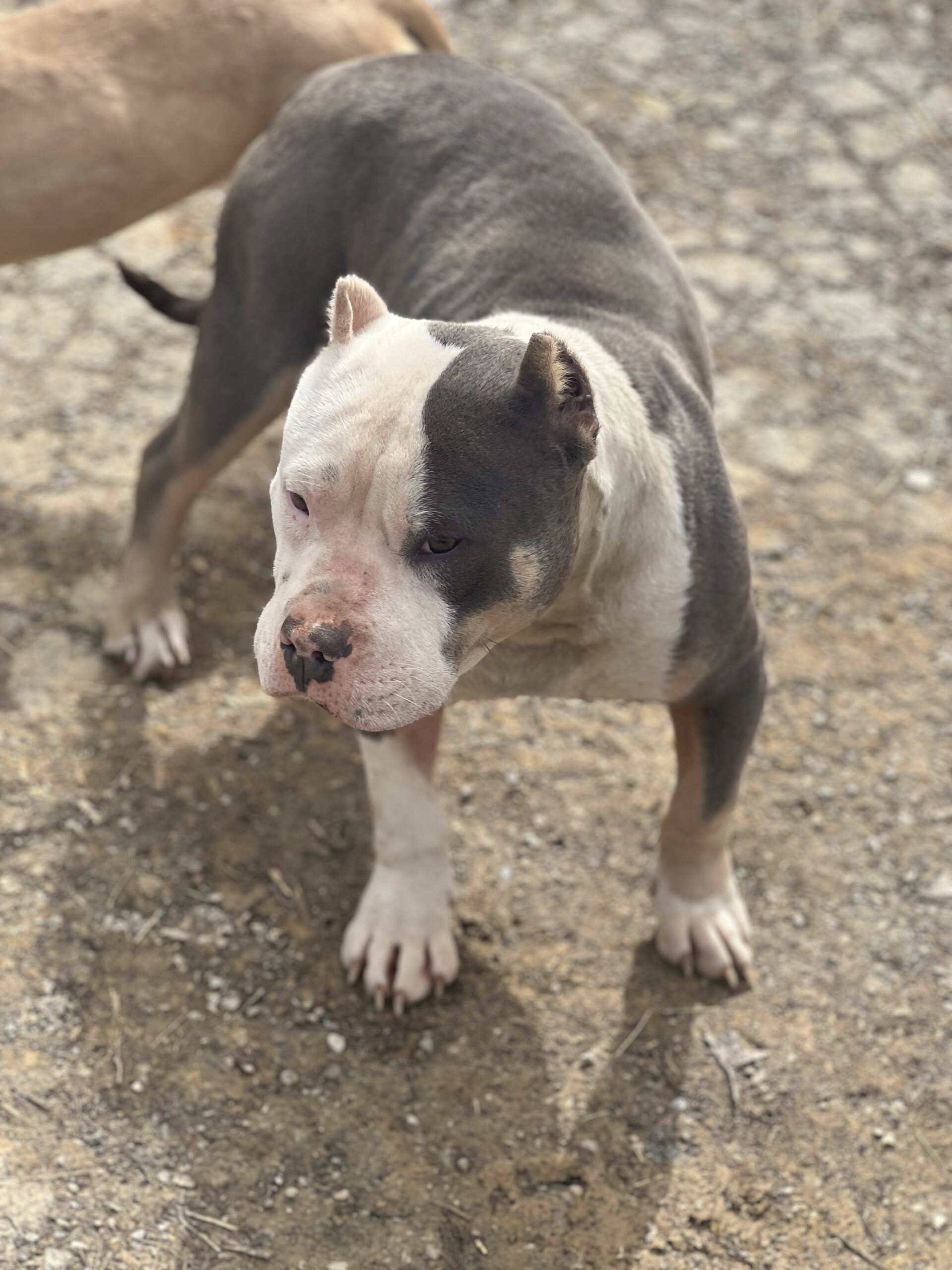 Dog Featured Image