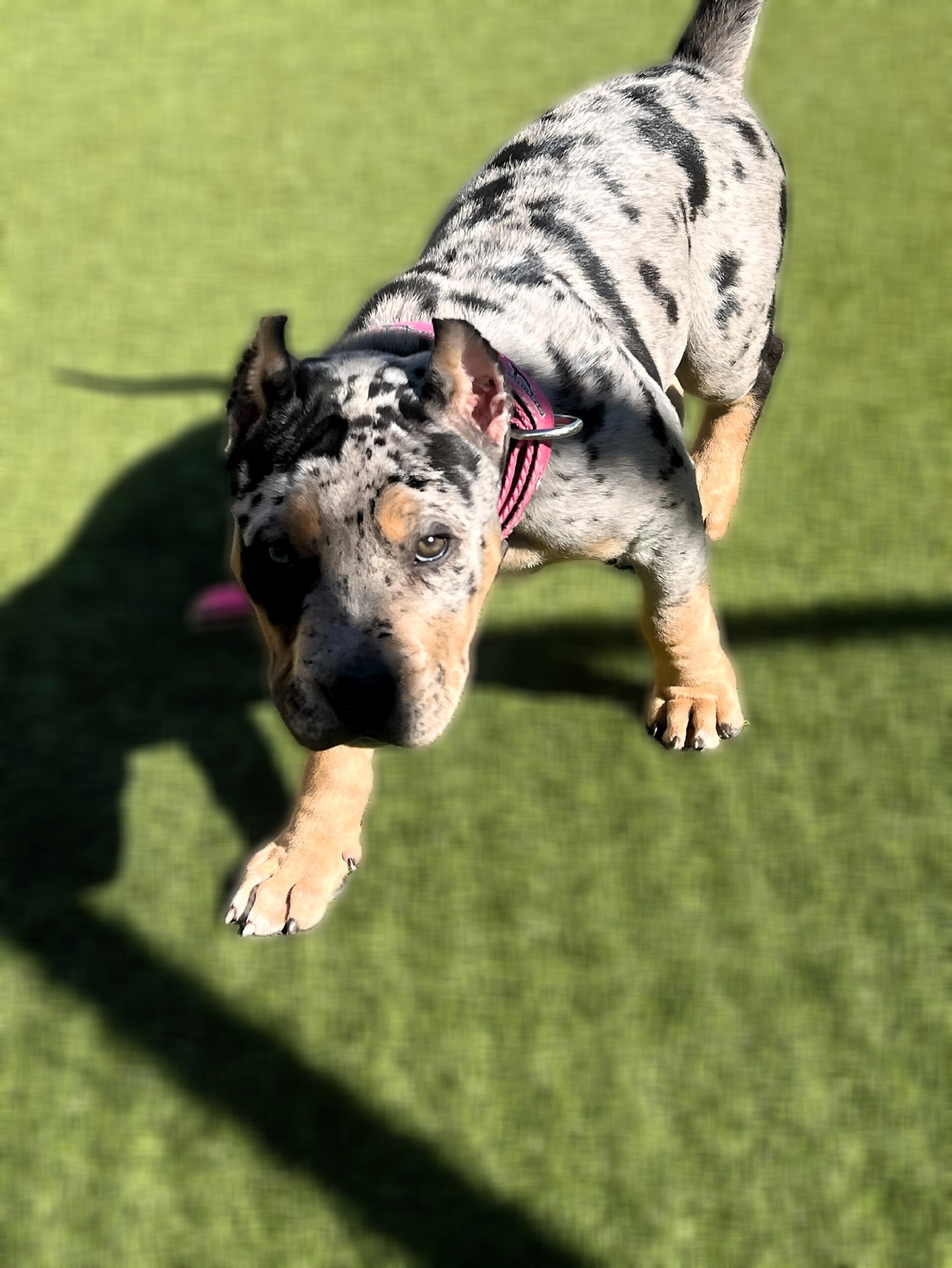 Dog Featured Image