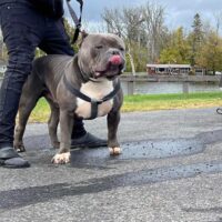 Dog Featured Image