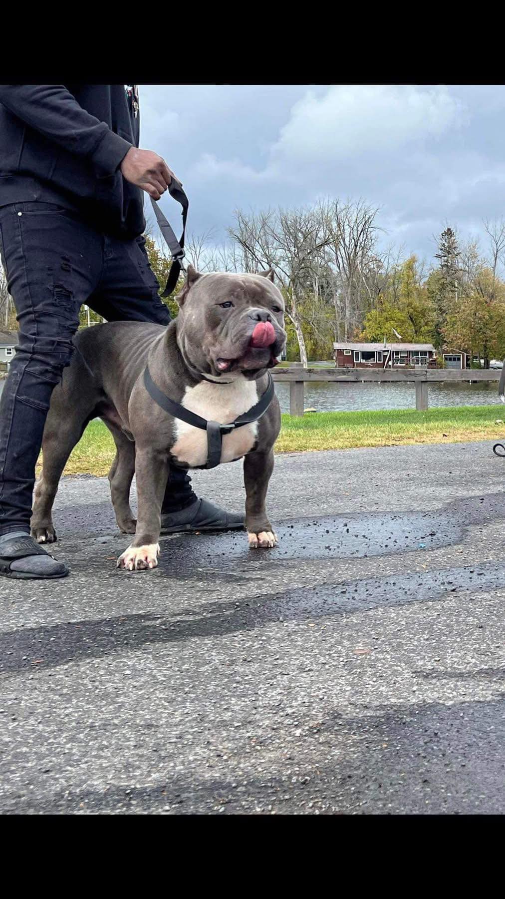 Dog Featured Image