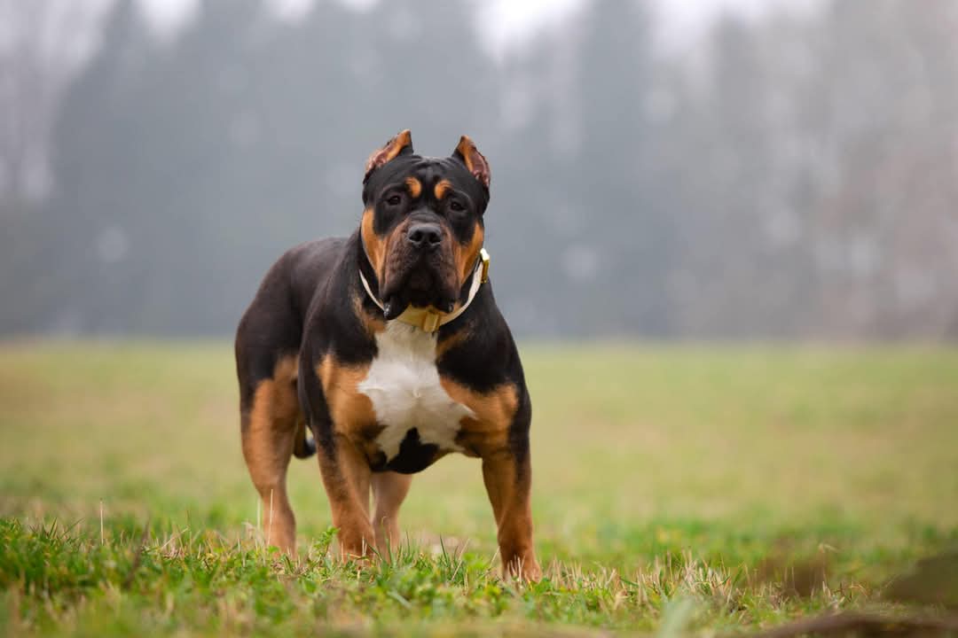 Dog Featured Image