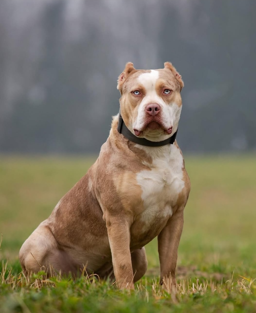 Dog Featured Image