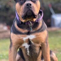 Dog Featured Image