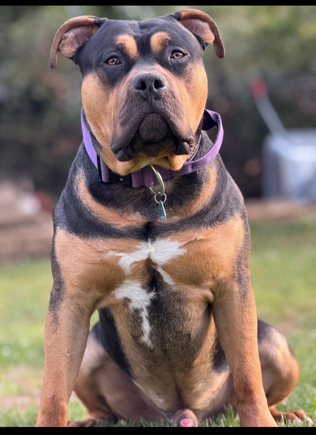 Dog Featured Image