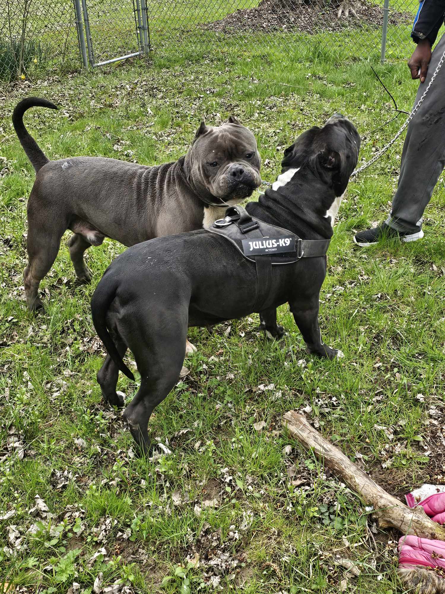 Dog Featured Image
