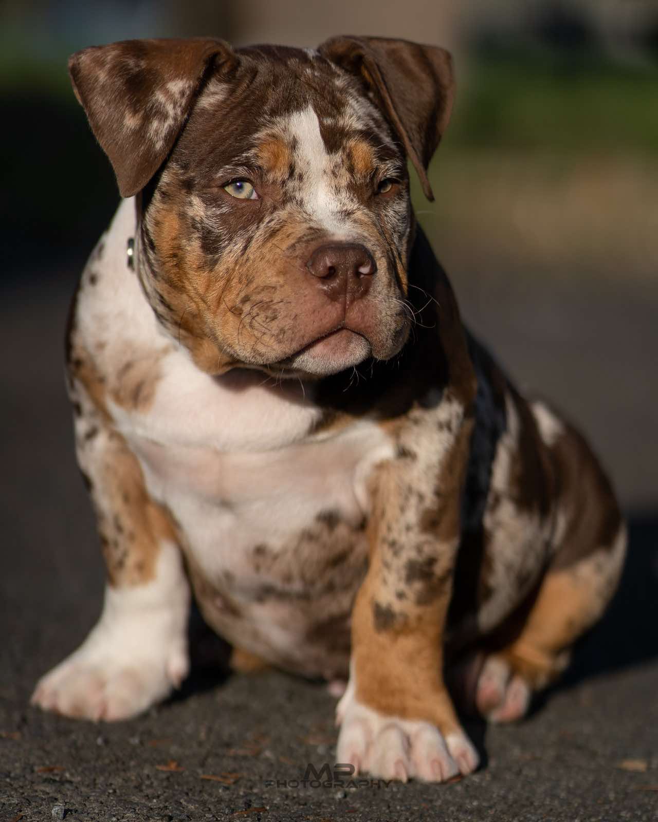Dog Featured Image