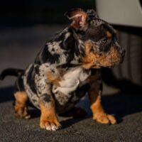 Dog Featured Image