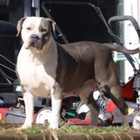 Dog Featured Image