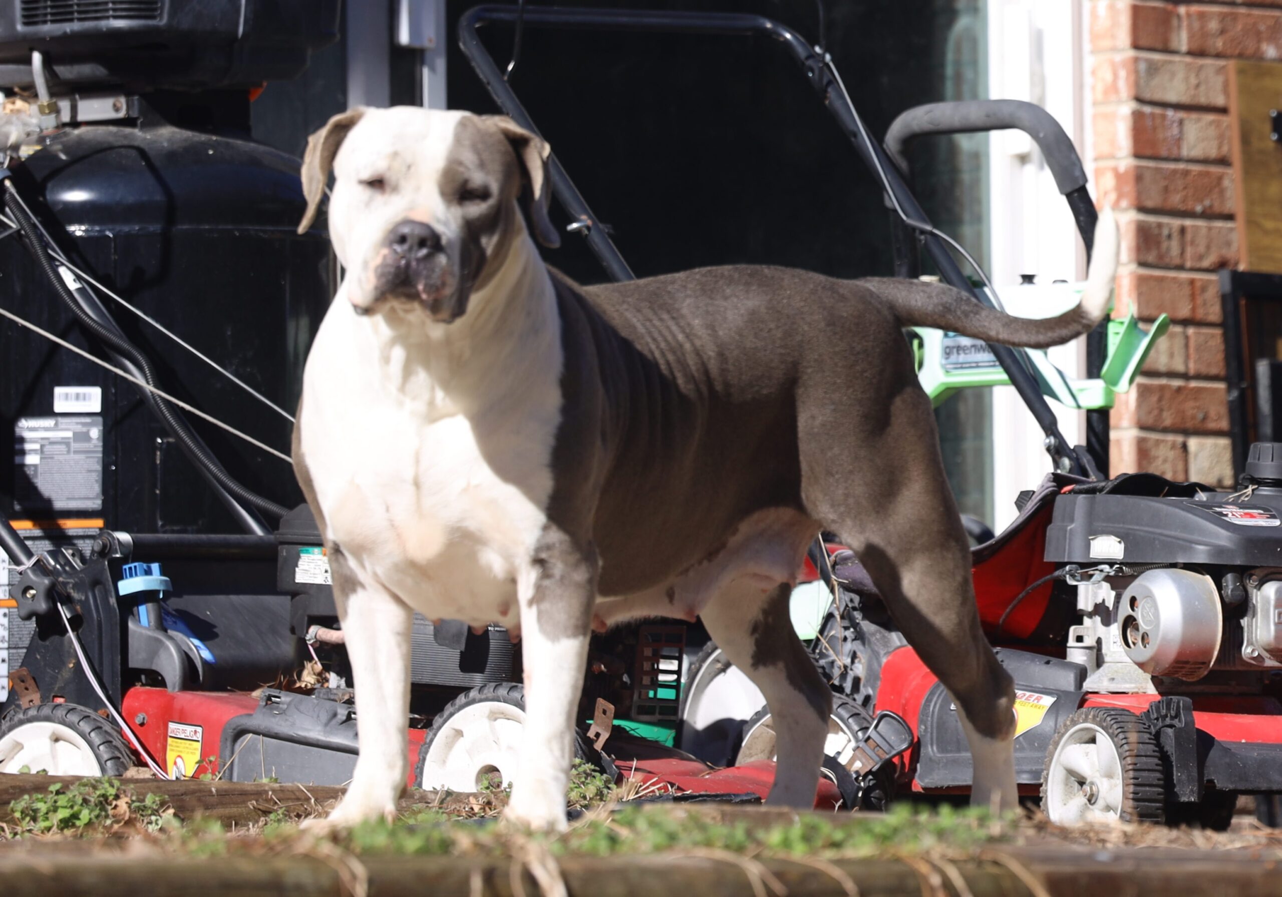 Dog Featured Image