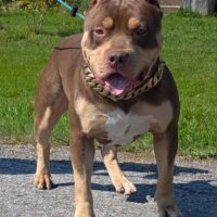 Dog Featured Image