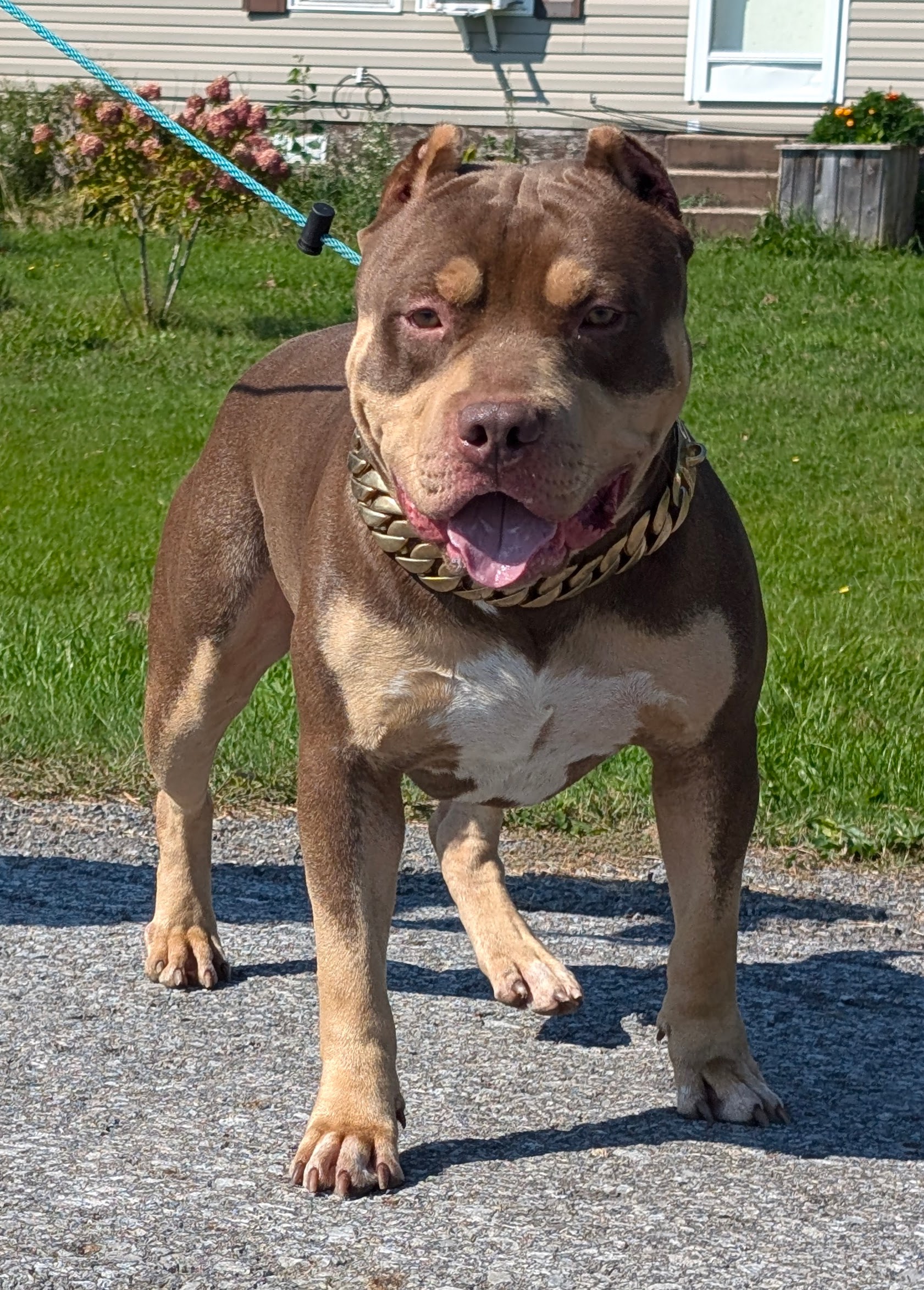 Dog Featured Image