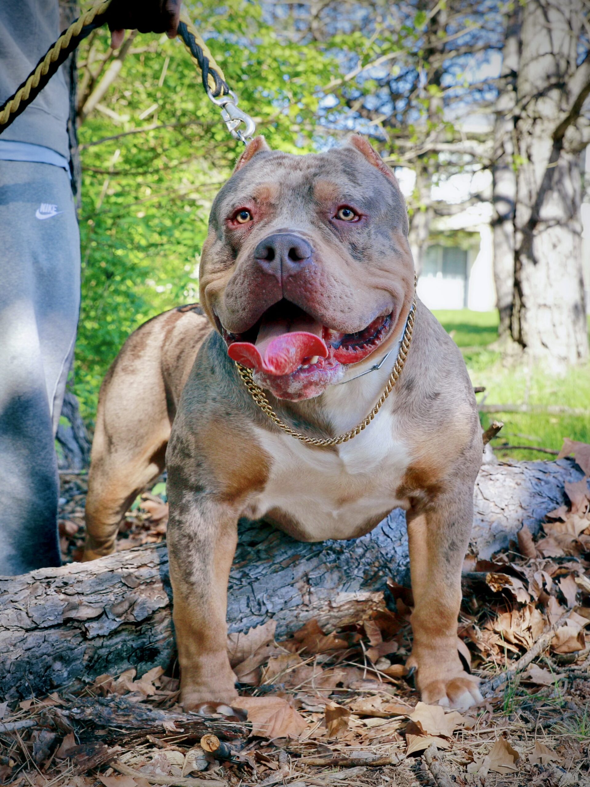 Dog Featured Image