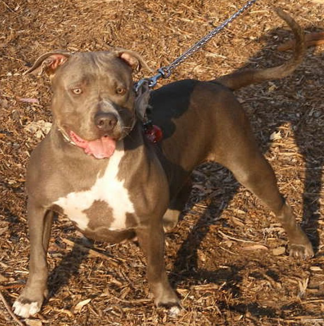 Dog Featured Image