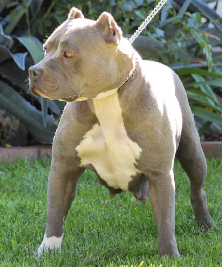 Dog Featured Image