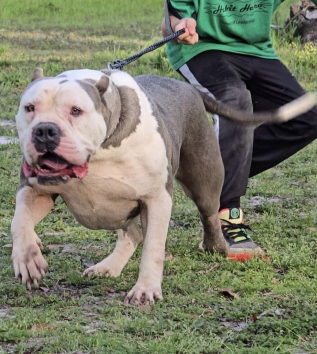 Dog Featured Image