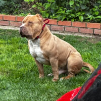 Dog Featured Image
