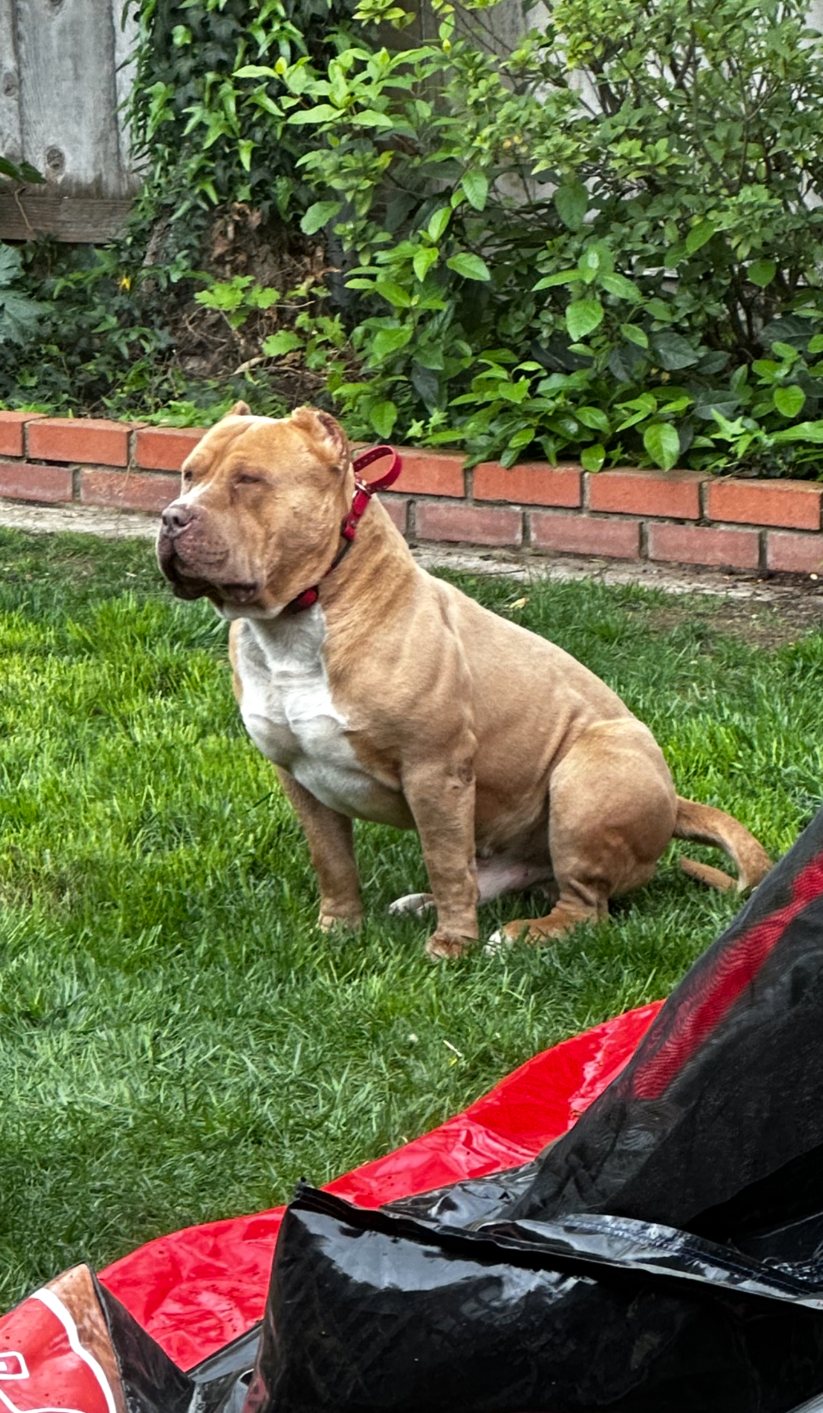 Dog Featured Image