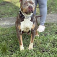 Dog Featured Image