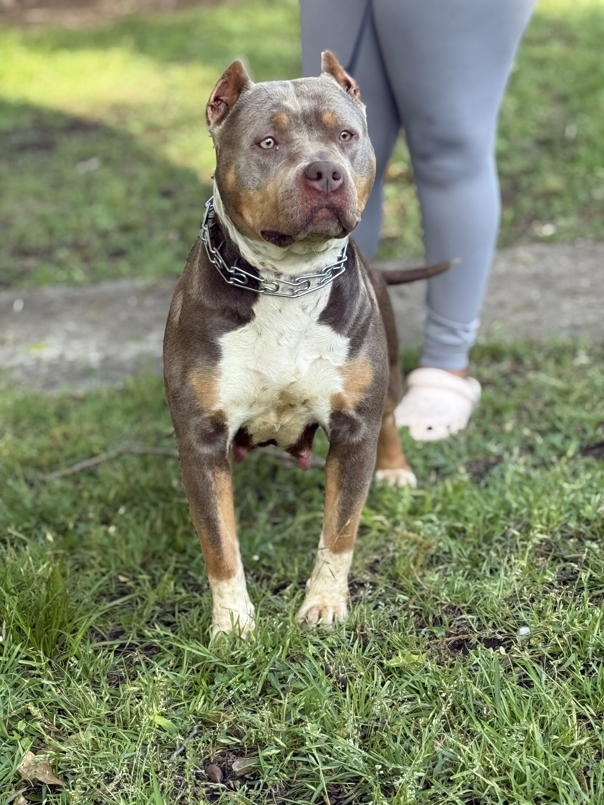 Dog Featured Image