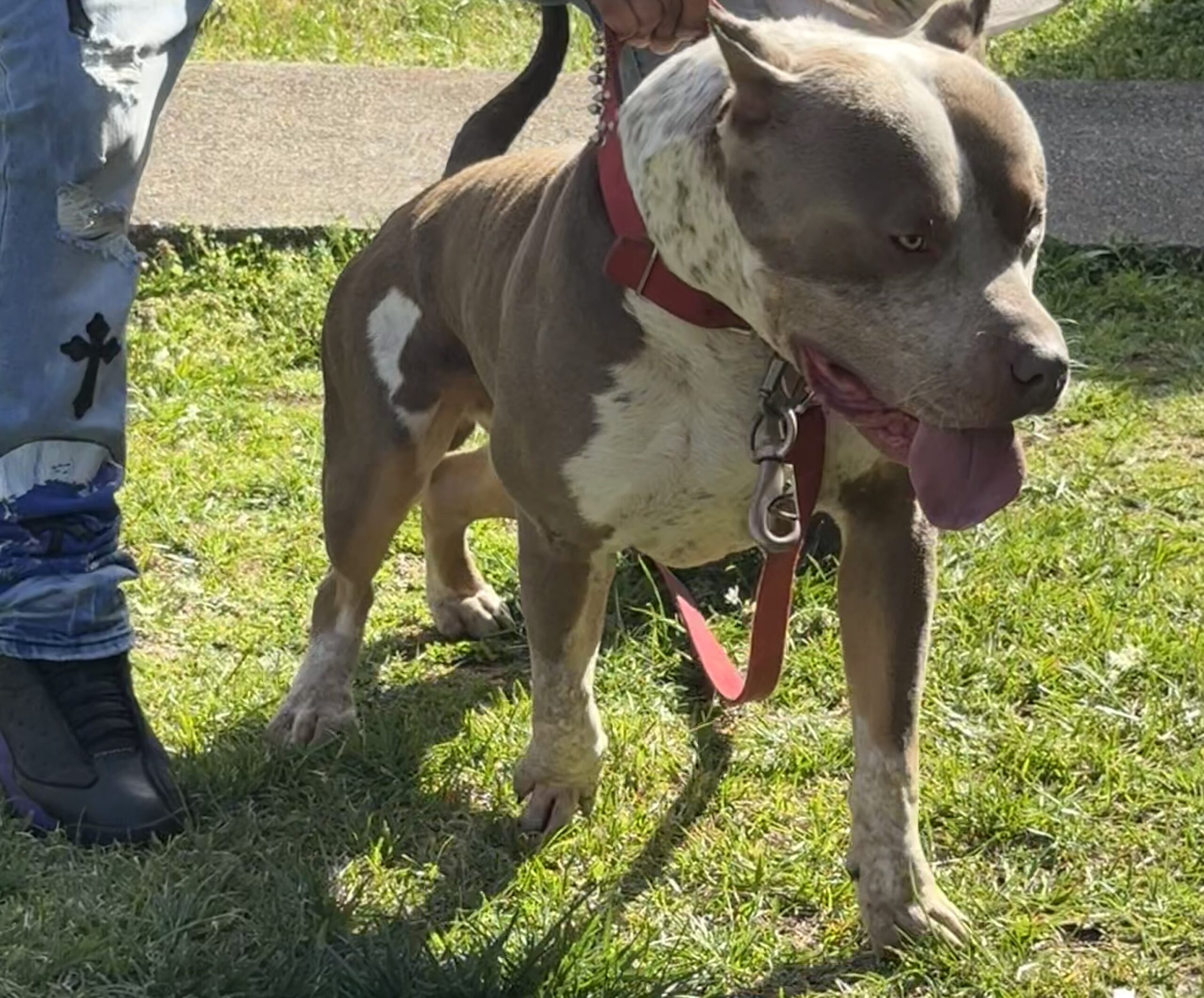 Dog Featured Image