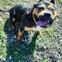 Dog Featured Image