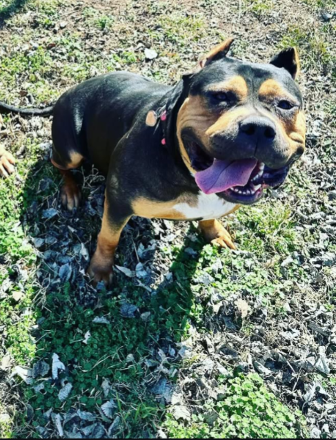 Dog Featured Image