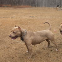 Dog Featured Image