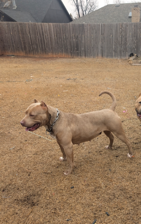 Dog Featured Image