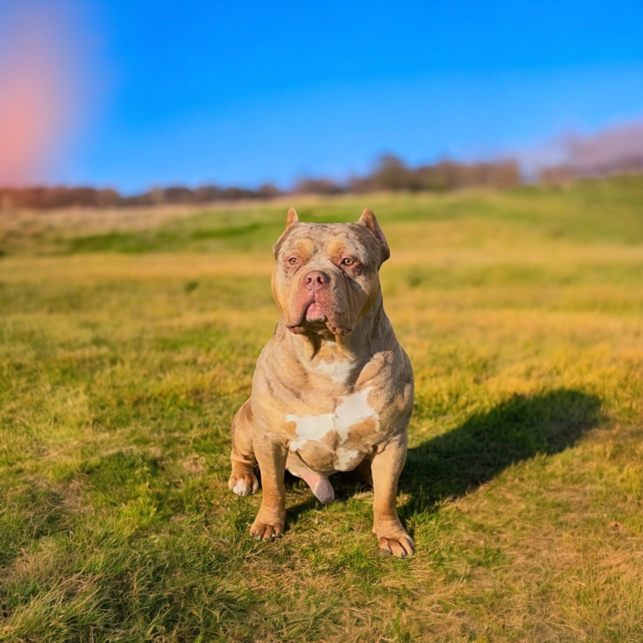 Dog Featured Image