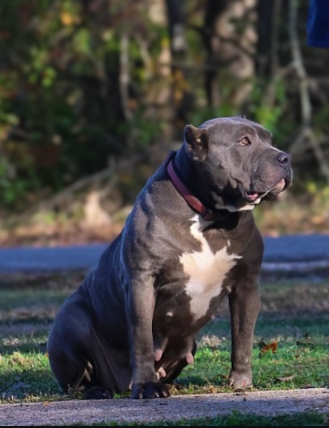 Dog Featured Image