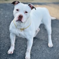 Dog Featured Image