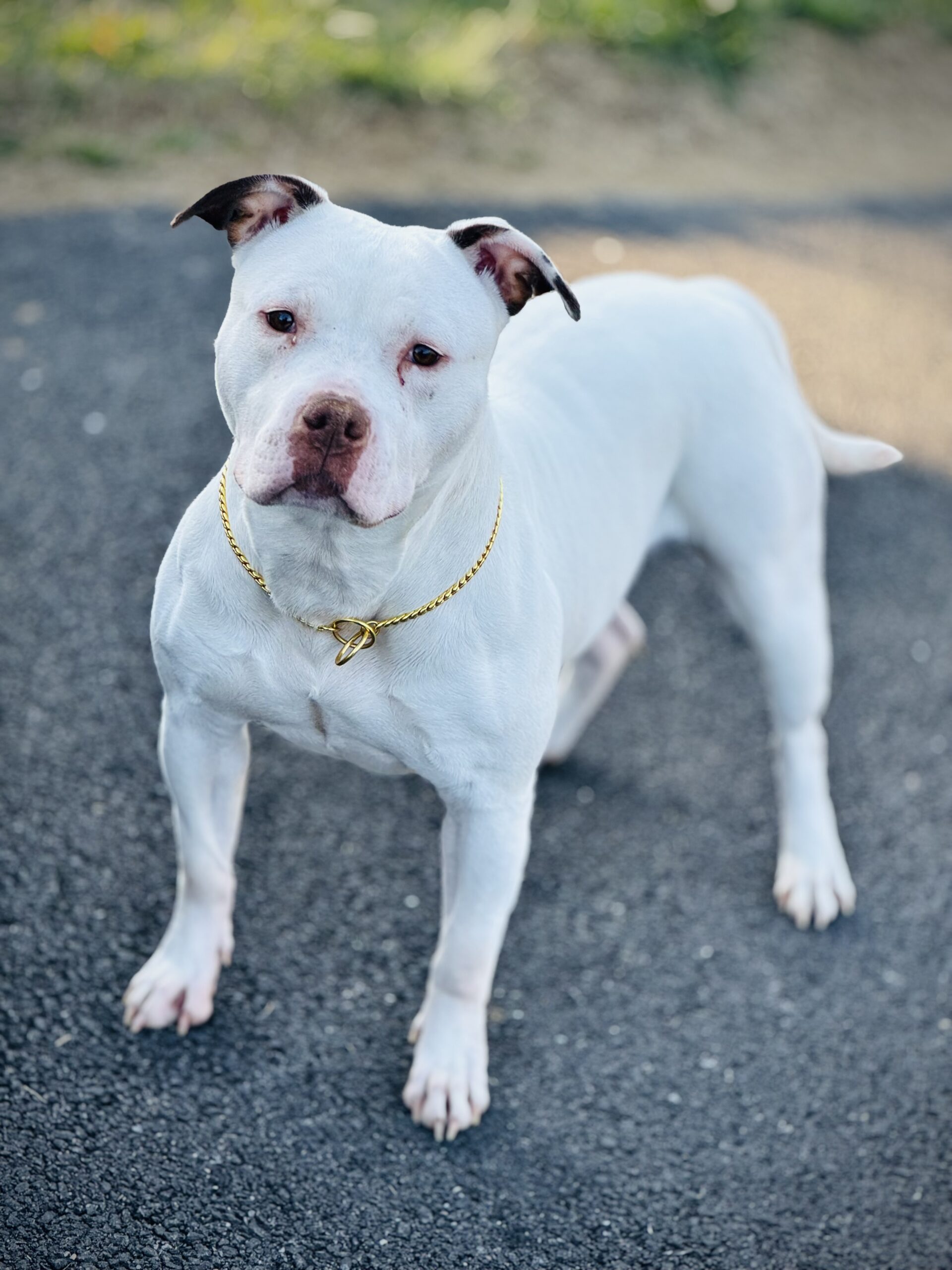 Dog Featured Image