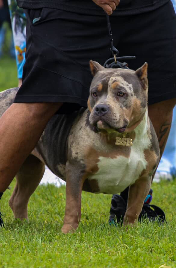 Dog Featured Image