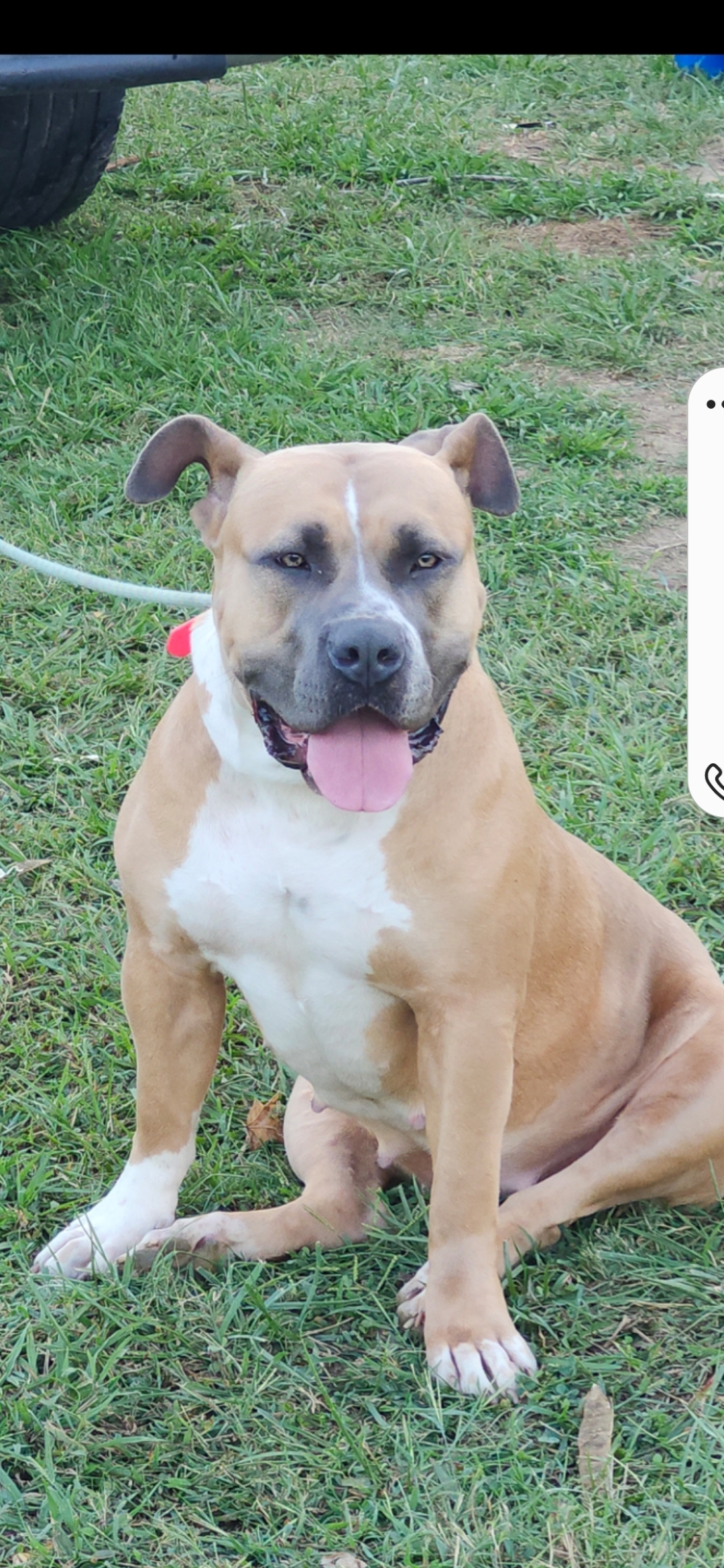 Dog Featured Image