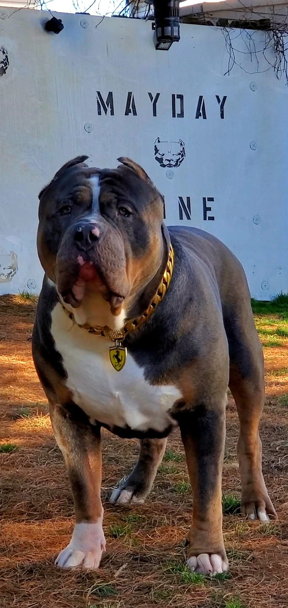 Dog Featured Image