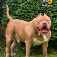 Dog Featured Image